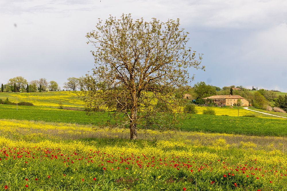 Lonely tree. Tuscan meadow with a farm. Yellow mustard plants and red poppies. Tuscany-Italy. art print by Tom Norring for $57.95 CAD